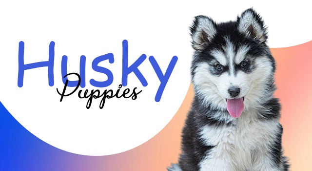 Husky puppies