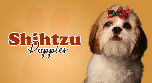 Shih Tzu puppies